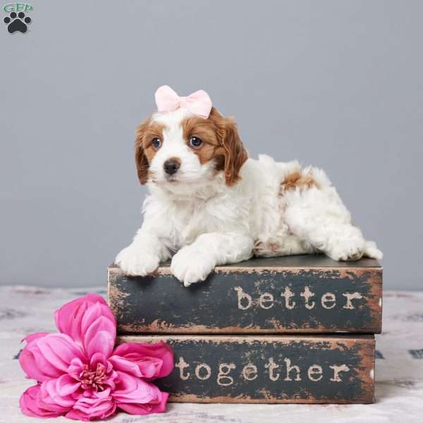 Pearl, Cavapoo Puppy